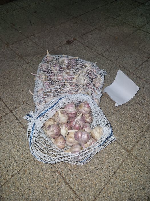 Czosnek Harnaś. Mała rodzinna plantacja. Ekologiczny różne rozmiary