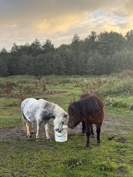 Sprzedam kucyki ze zdjecia