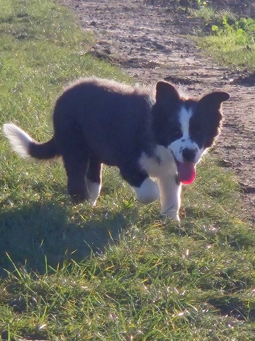 Piesek Border Collie ZKwP/FCI