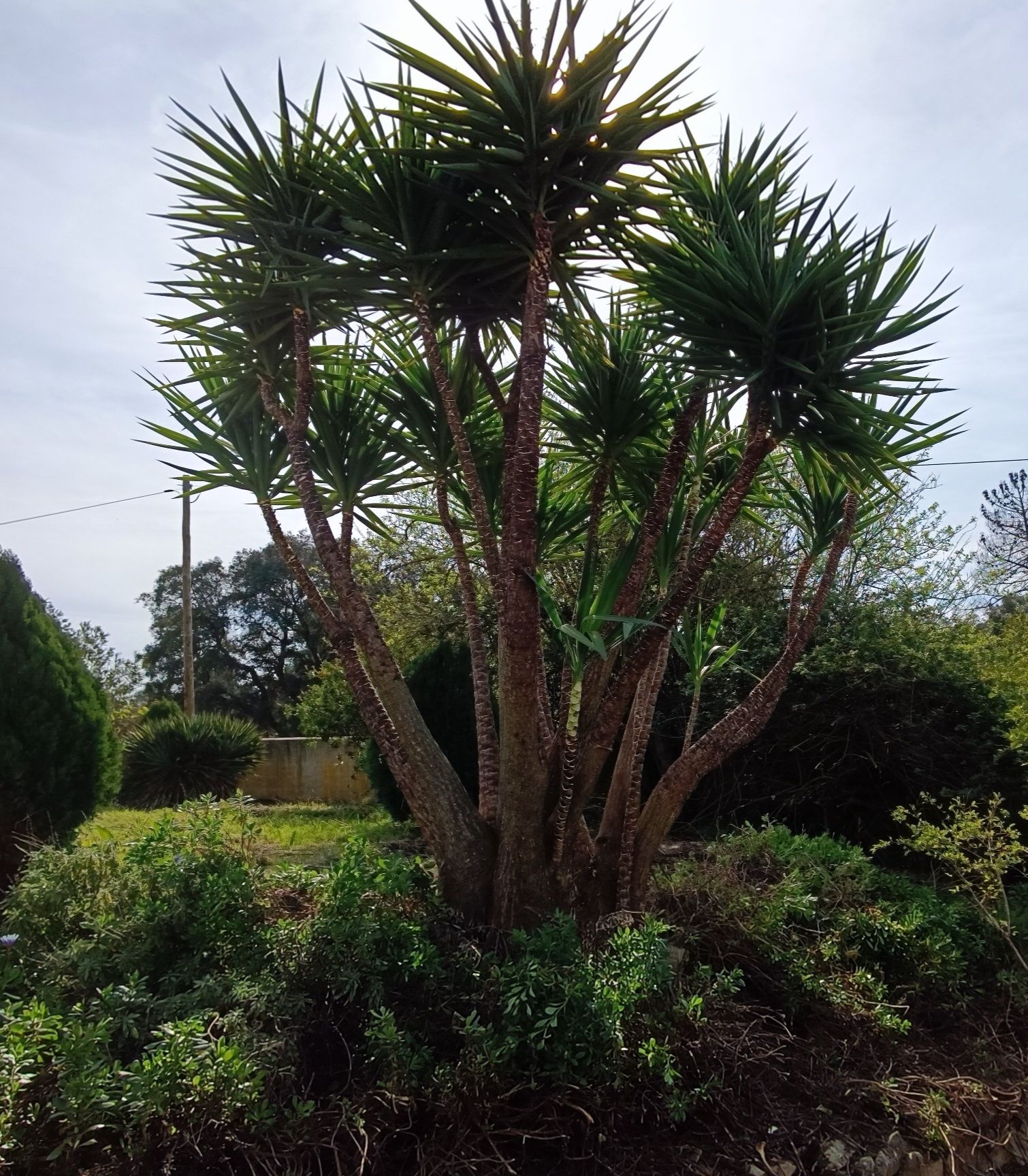 Limpeza e manutenção de terrenos e jardins