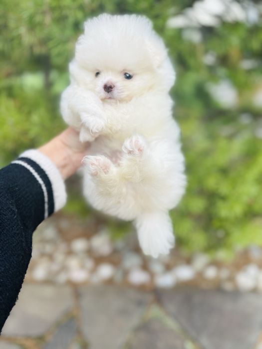 Білосніжний хлопчик шпіц