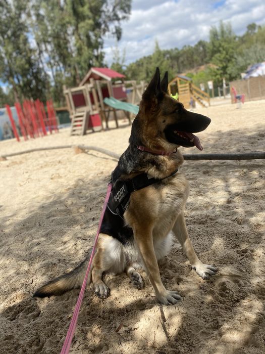 Pastora alemã para adoção
