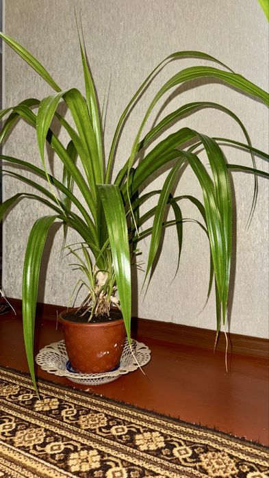 Цветок в горшке пальма