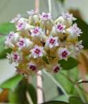 hoya verticillata sp anjuk ladang hoya black margin hoja hoje