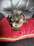 York terrier carier piesek
