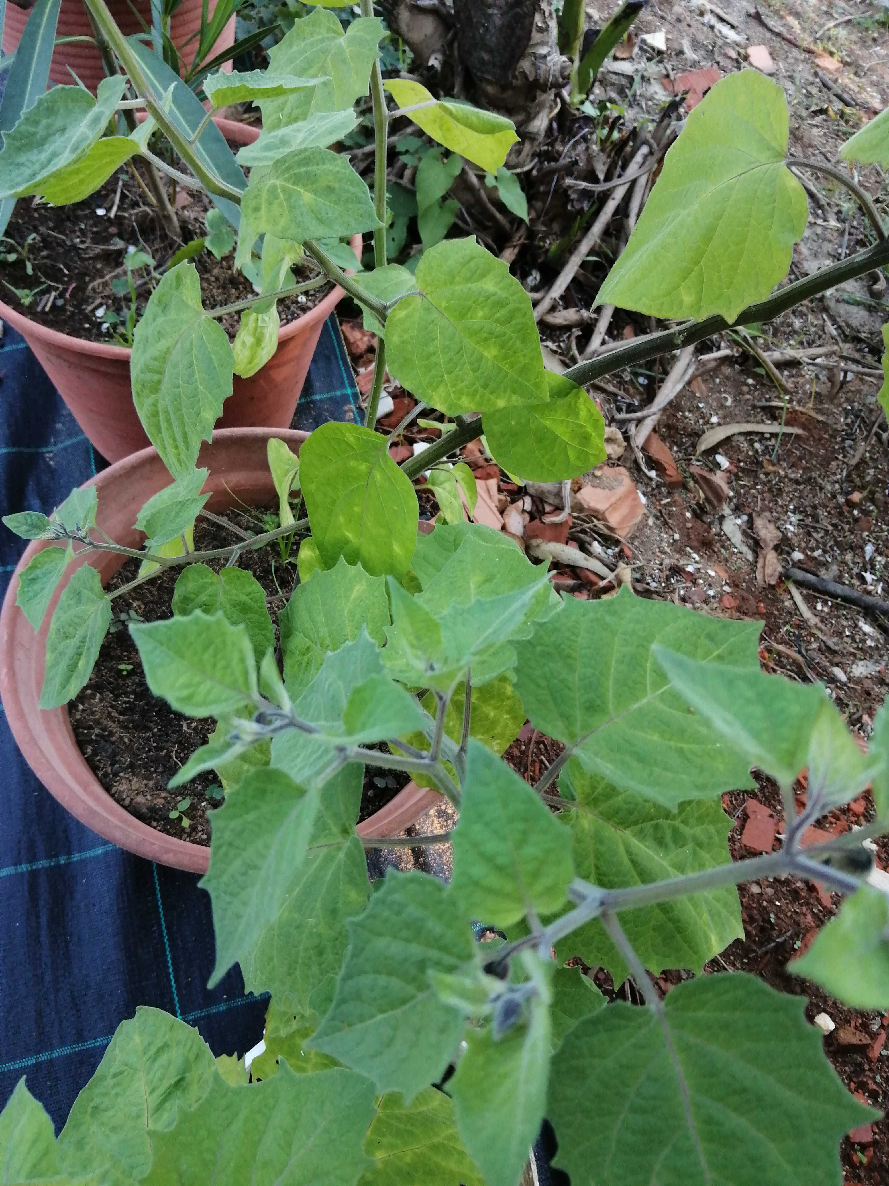 Planta Fisális (Physalis) de vários tamanhos