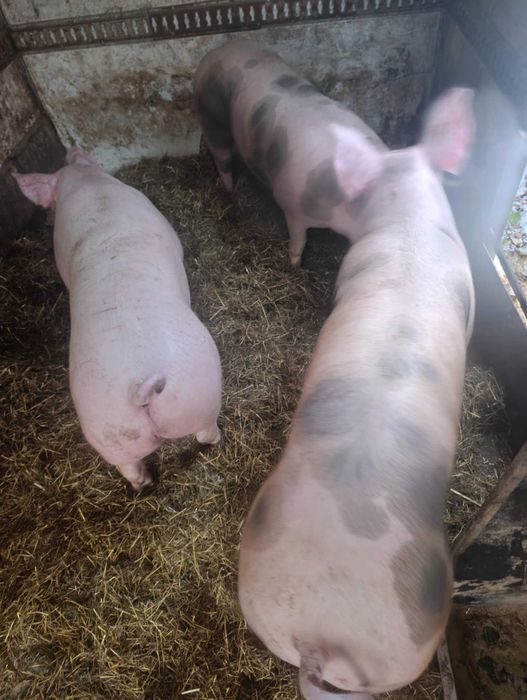 Tucznik/świnia/prosięta