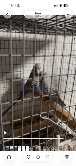 Casais de agapornis e periquitos reprodutores