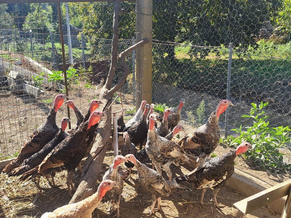 Vendo Perus caseiros