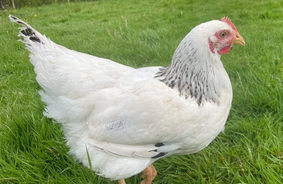 Galinhas poedeiras