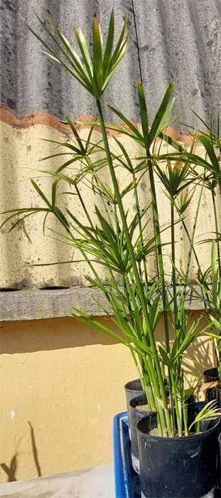 Plantas Aquáticas - Aquários / Lagos e Lagoas