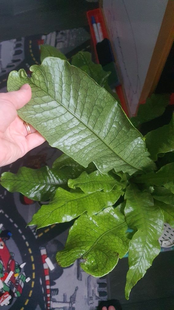 Ogromna paproć asplenium crocodylus