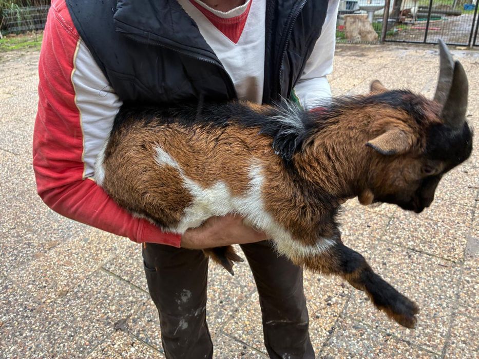 Bode micro anão meiguinho