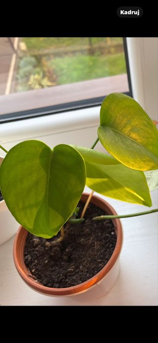 monstera do sprzedania 6 sadzonek po 10 zl