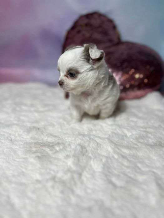 Suczka długowłosa Chihuahua Biało-czekoladowa szczeniak