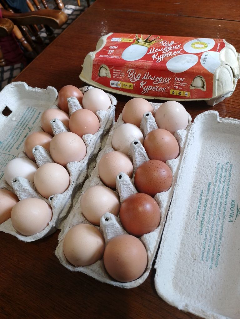 Продам яйця домашні по 40 гр