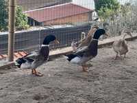 Vendo patos rouen