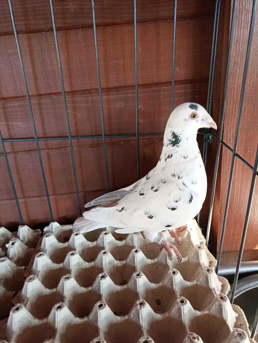 gołąb pocztowy stipper