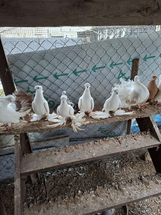 Gołębie Ozdobne Gołębie