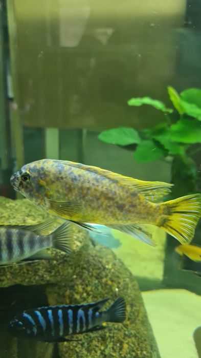 Labeotropheus Fuelleborni Katale