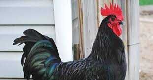 Młode koguty Australorp