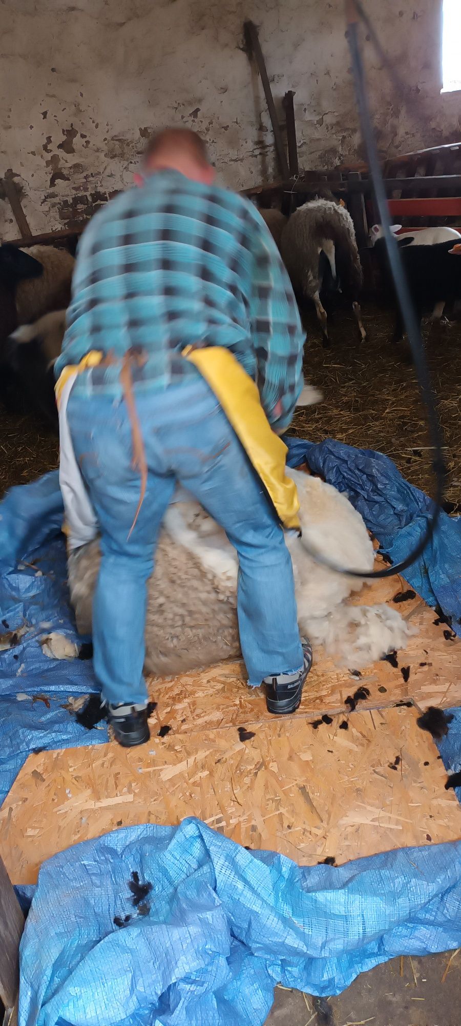 Wełna- runo owcze. 200 kg