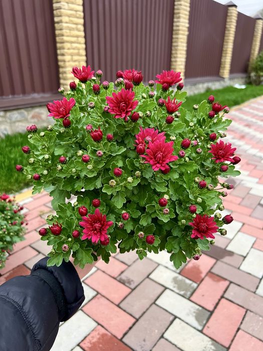 Хризантема мультифлора