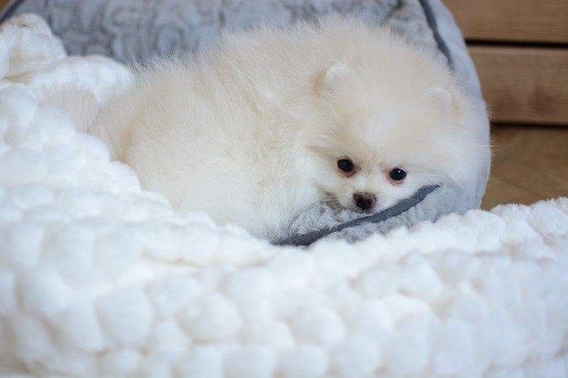 Pomeranian chłopak jasny krem już do odbioru