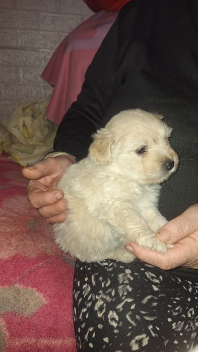 Дівчинка в добрі руки