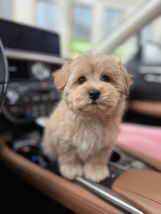 Мальтипу мини мальчик ф1