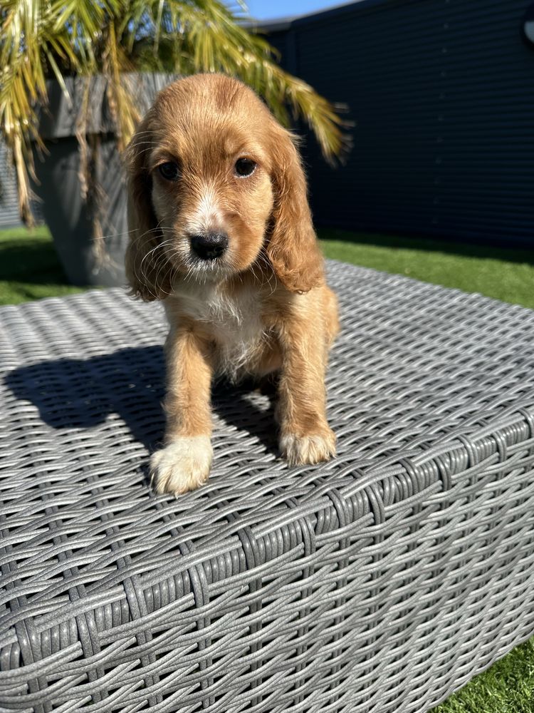Cocker menina  linda