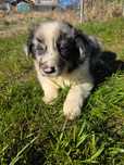Border Collie chłopak samiec Blue Merle chłopczyk