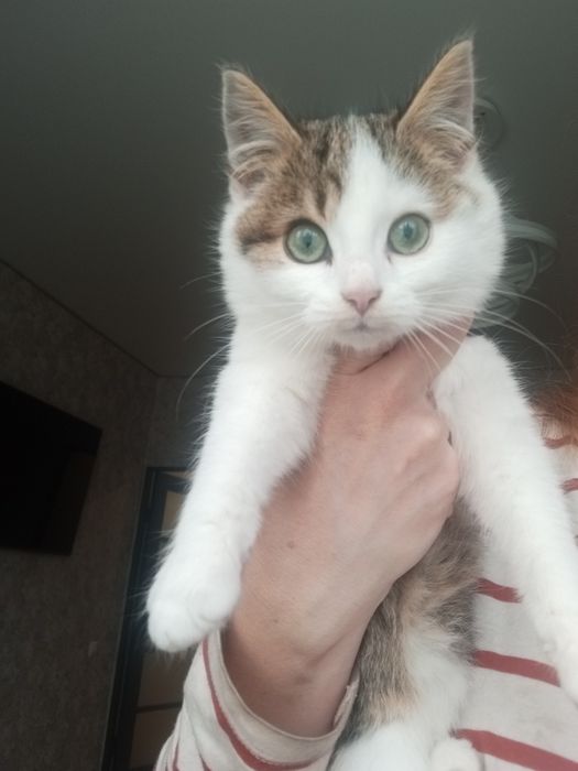 Томик 2,5 мес вакцинован + бесплатная кастрация