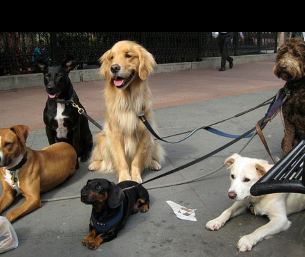 Passear Cães/ Dog walker