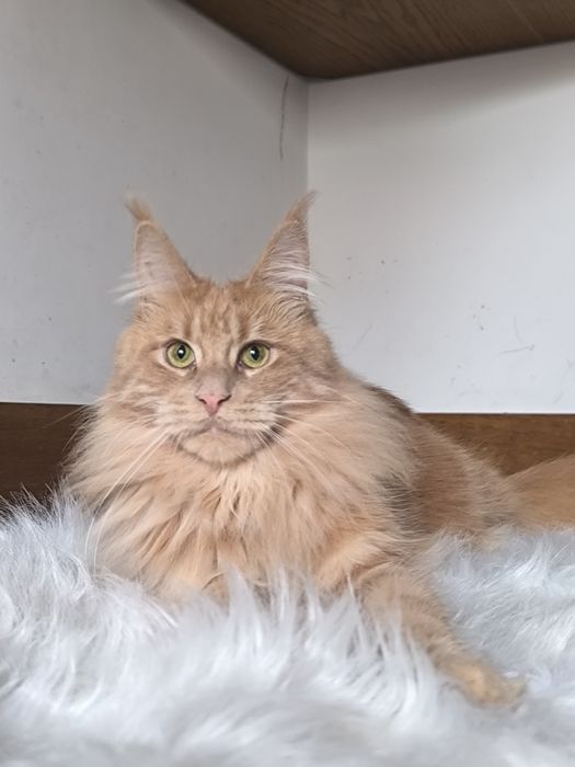 Kremowa, zielonooka kotka