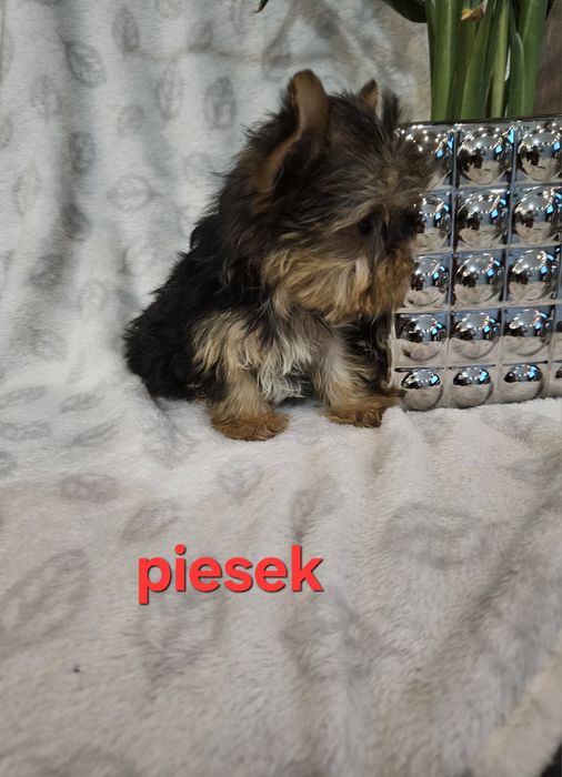 Piesek york do odbioru z Rodowodem