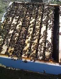 Enxames de abelhas, 5 quadros  reversível