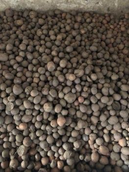 Дрібна картопля домашня