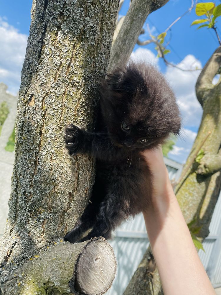 Кошеня брытанец выслоухый