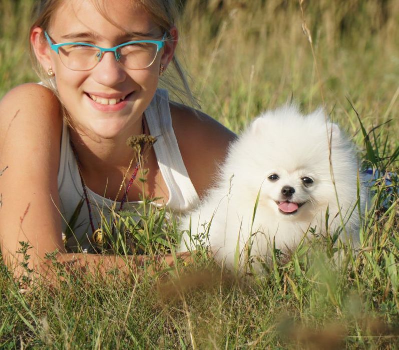 Померанський шпіц, хлопчик, крем. КСУ.