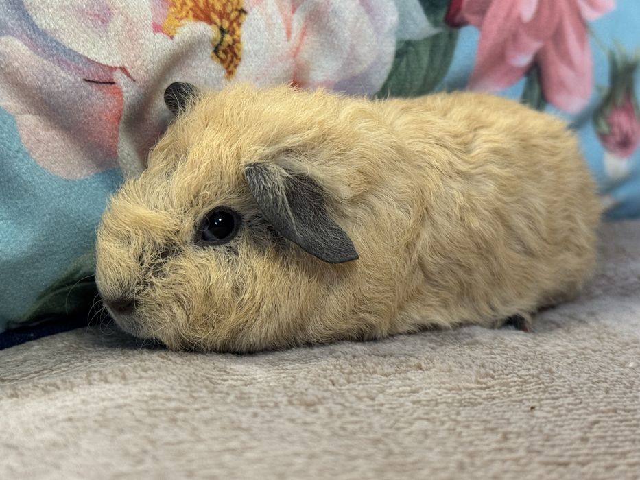 Śliczna Samiczka Teddy US Kalifornia Świnka Morska Kawia Domowa