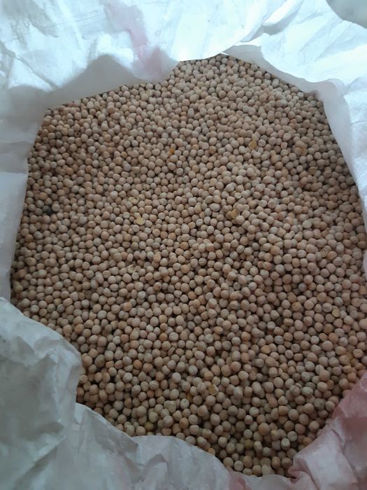 Groch paszowy/ na poplony