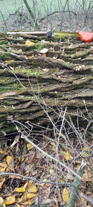 Drzewo Topola / Średnica 2m , Długość 5m