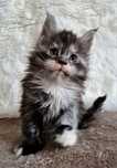 Maine Coon, kotka, rodowód FPL