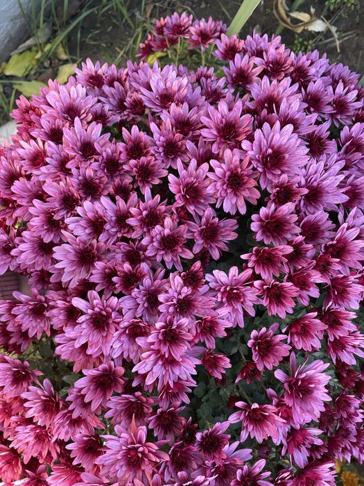 Хризантема мультифлора куляста