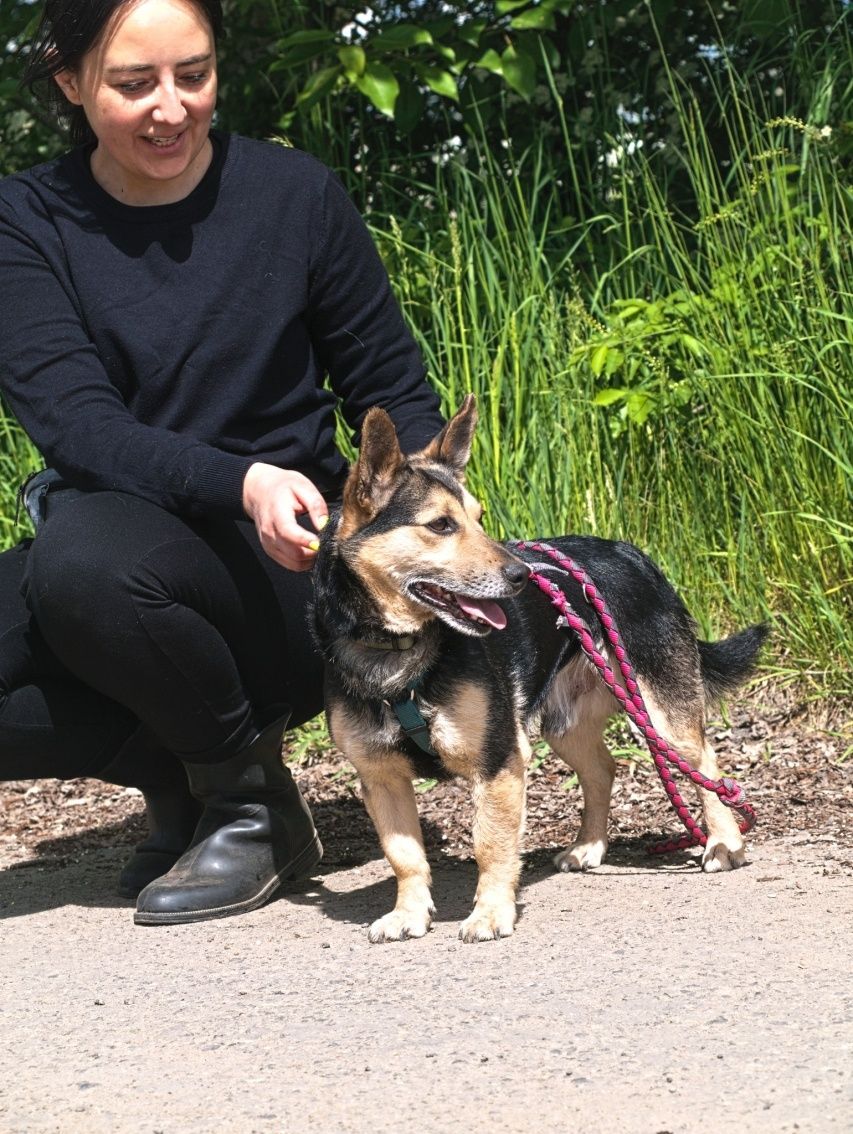 Słodki piesek w typie corgi o dużych uszkach szuka domu