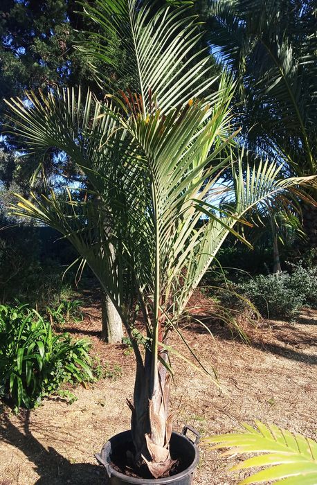 Marcante palmeira triangular Dypsis decaryi