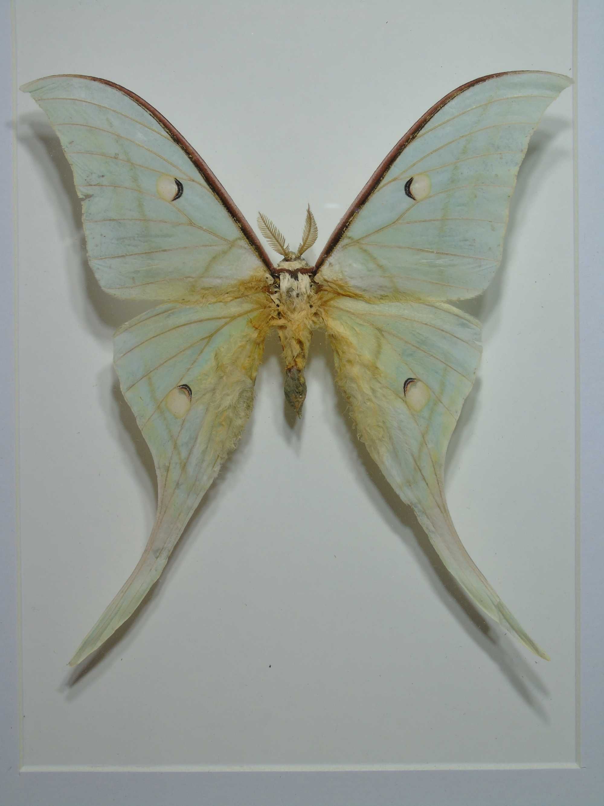 Motyl w ramce / gablotce 27 x 22 cm . Actias luna 120 mm .