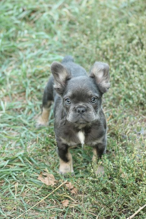 Французики fluffy ждут своих родителей;)