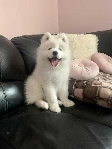 Szczenię rasy Samoyed do odbioru początek czerwca